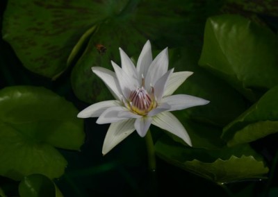 Nymphaea 'White Colorata'