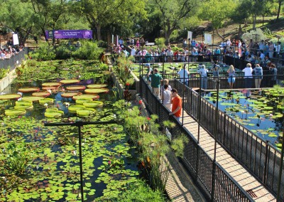 LilyFest 2013