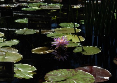 LilyFest 2013