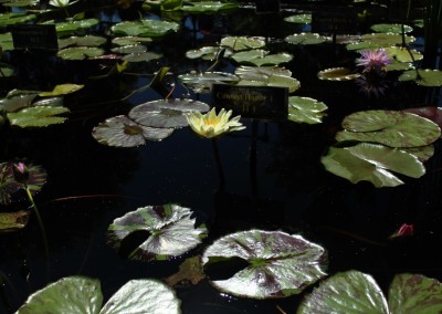 LilyFest 2013