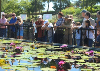 LilyFest 2013