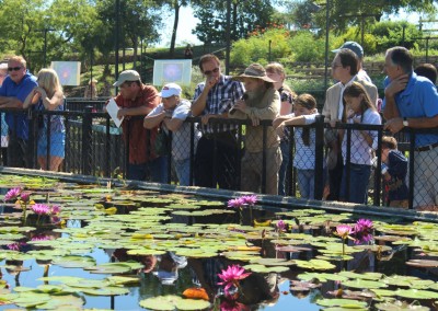 LilyFest 2013