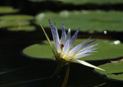 LilyFest 2013