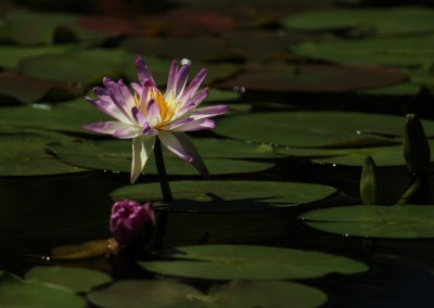 LilyFest 2013