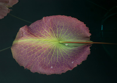 Nymphaea ‘Ultra Violet'