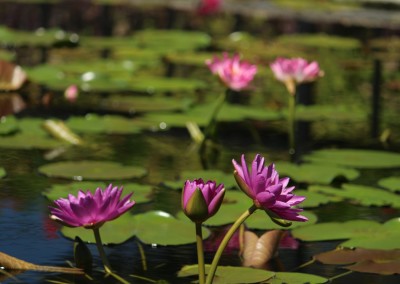 LilyFest 2013