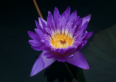 Nymphaea ‘Ultra Violet'