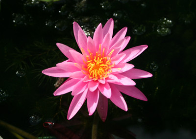 Nymphaea 'Mayla'