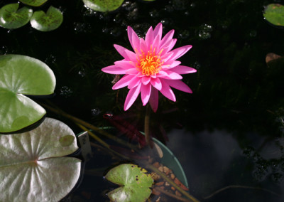 Nymphaea 'Mayla'