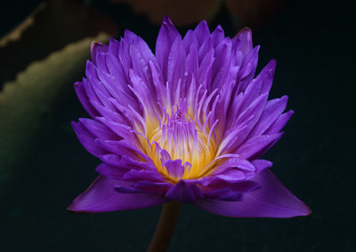 Nymphaea ‘Ultra Violet'