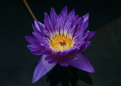 Nymphaea ‘Ultra Violet'