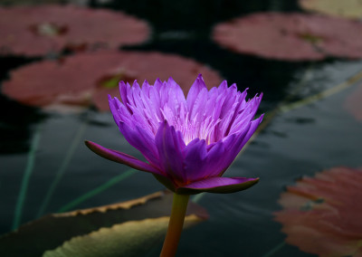 Nymphaea ‘Ultra Violet'