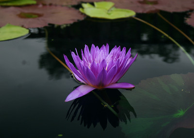 Nymphaea ‘Ultra Violet'