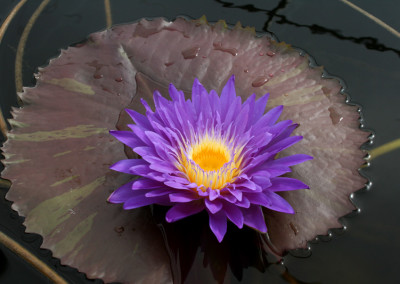 Nymphaea ‘Ultra Violet'