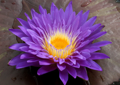 Nymphaea ‘Ultra Violet’