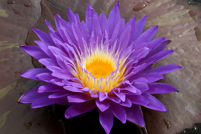 Nymphaea ‘Ultra Violet’