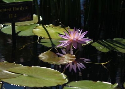 LilyFest 2013