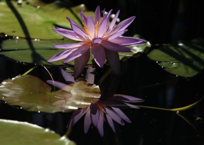 LilyFest 2013