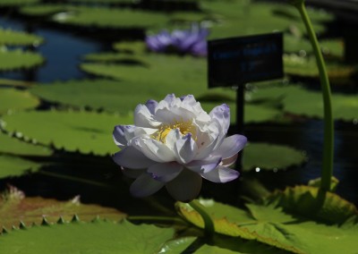 LilyFest 2013