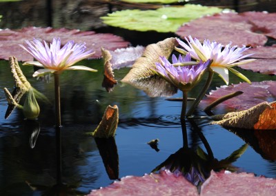 Nymphaea 'Duangtasawan'