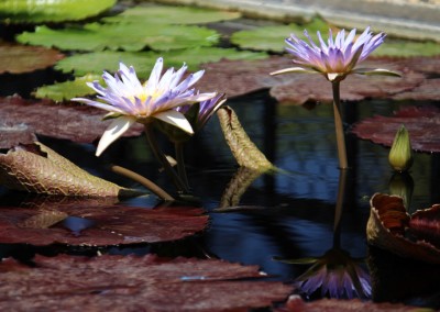 Nymphaea 'Duangtasawan'