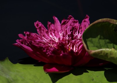 Nymphaea 'Tropic Punch'