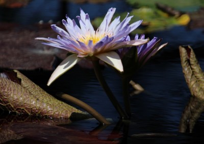 Nymphaea 'Duangtasawan'