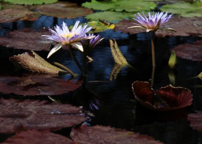 Nymphaea 'Duangtasawan'