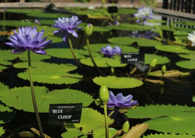 LilyFest 2013