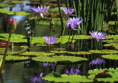 LilyFest 2013