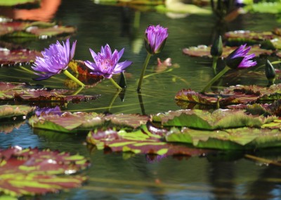 LilyFest 2013