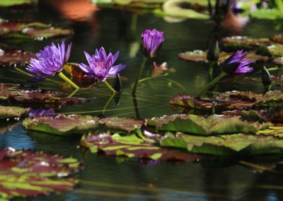 LilyFest 2013