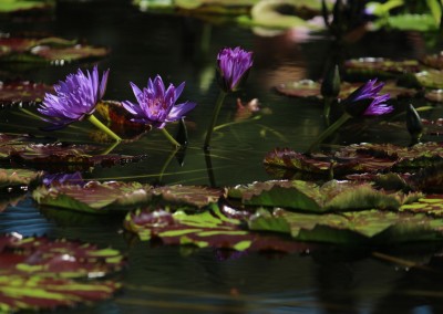 LilyFest 2013