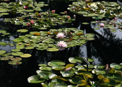 Nymphaea 'Perry's Pink Heaven'