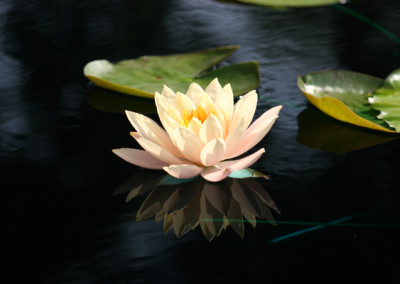 Nymphaea 'Clyde Ikins'