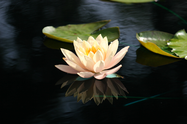 Nymphaea ‘Clyde Ikins’