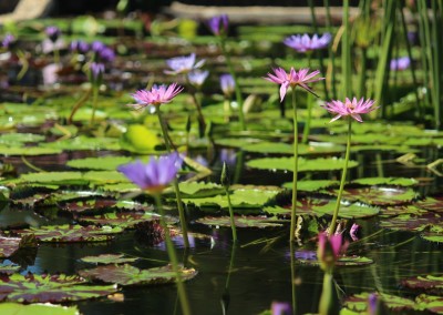 LilyFest 2013