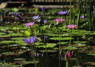 LilyFest 2013