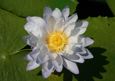 Nymphaea 'Silver Sky'