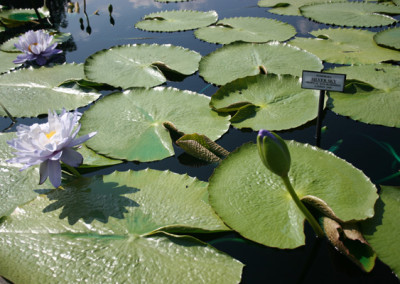 Nymphaea 'Silver Sky'