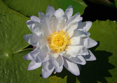 Nymphaea 'Silver Sky'