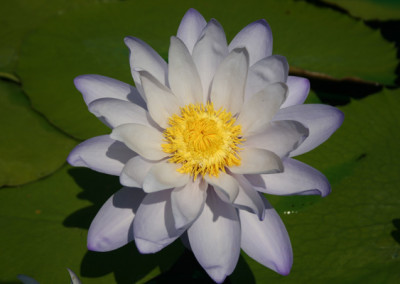 Nymphaea 'Silver Sky'