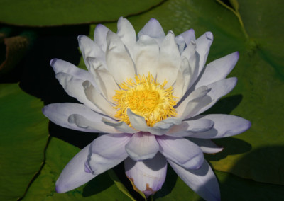 Nymphaea 'Silver Sky'