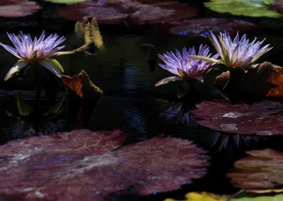 Nymphaea 'Duangtasawan'