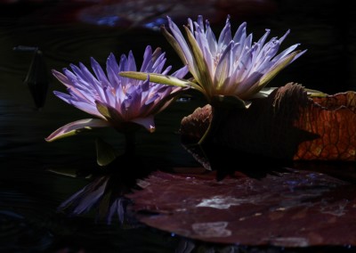 Nymphaea 'Duangtasawan'