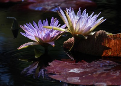 Nymphaea 'Duangtasawan'