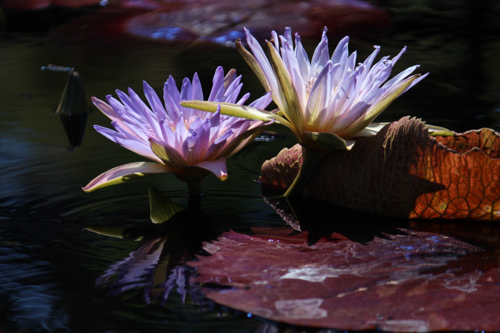 Nymphaea ‘Duangtasawan’