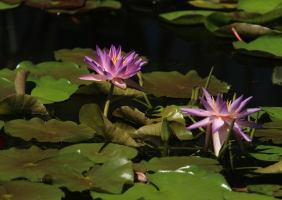 LilyFest 2013