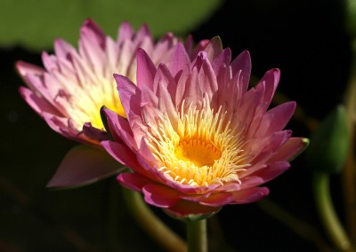 Nymphaea 'Irene Meitzen'