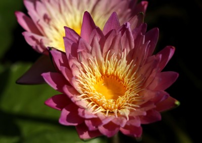 Nymphaea ‘Irene Meitzen’